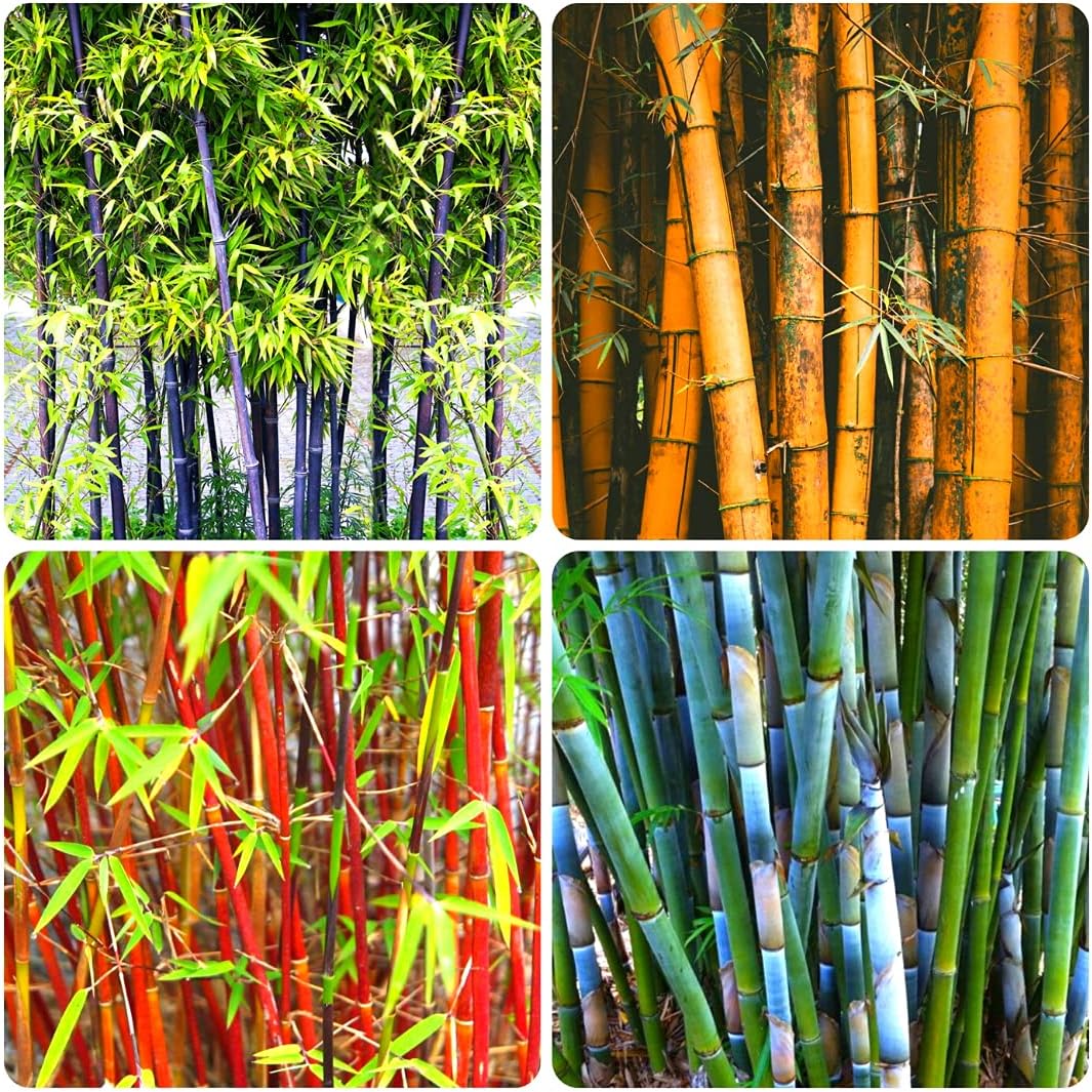 Mixed Black Bamboo Seed, Red Bamboo, Orange Bamboo, Blue/White Bamboo, 200+ Seed to Plant, Privacy Screen