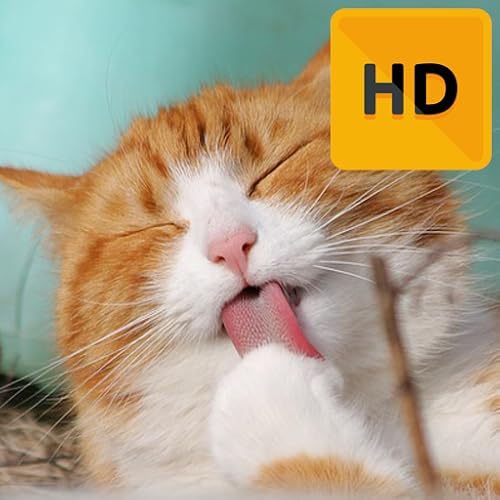 Cat Wallpaper HD