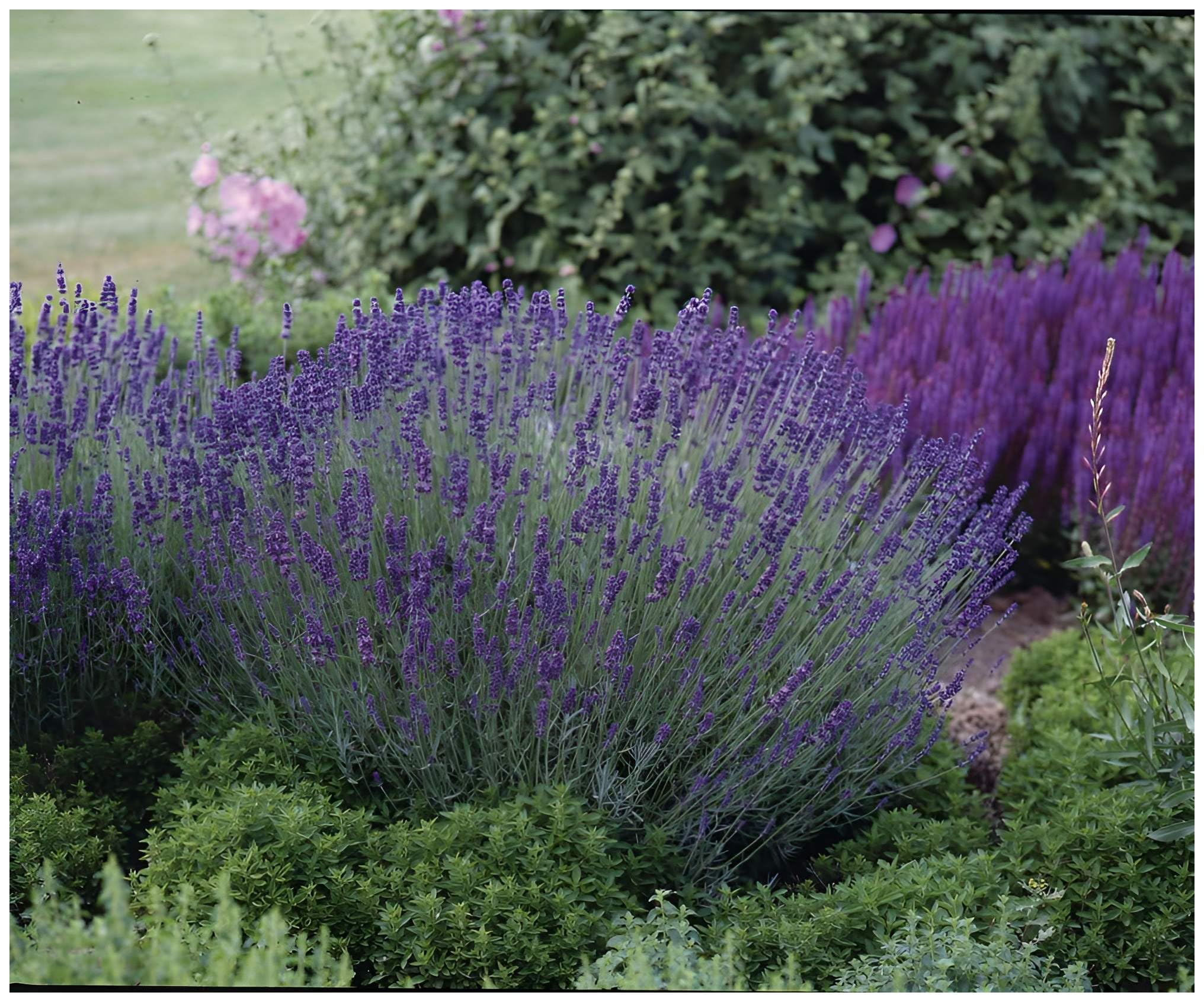 Stauden Gänge 100 x Lavandula angustifolia 'Essence Purple' Echter Lavendel | Purpurne Staude für Sonne, Blüte Juli bis August, mehrjährig, 9x9 cm Topf