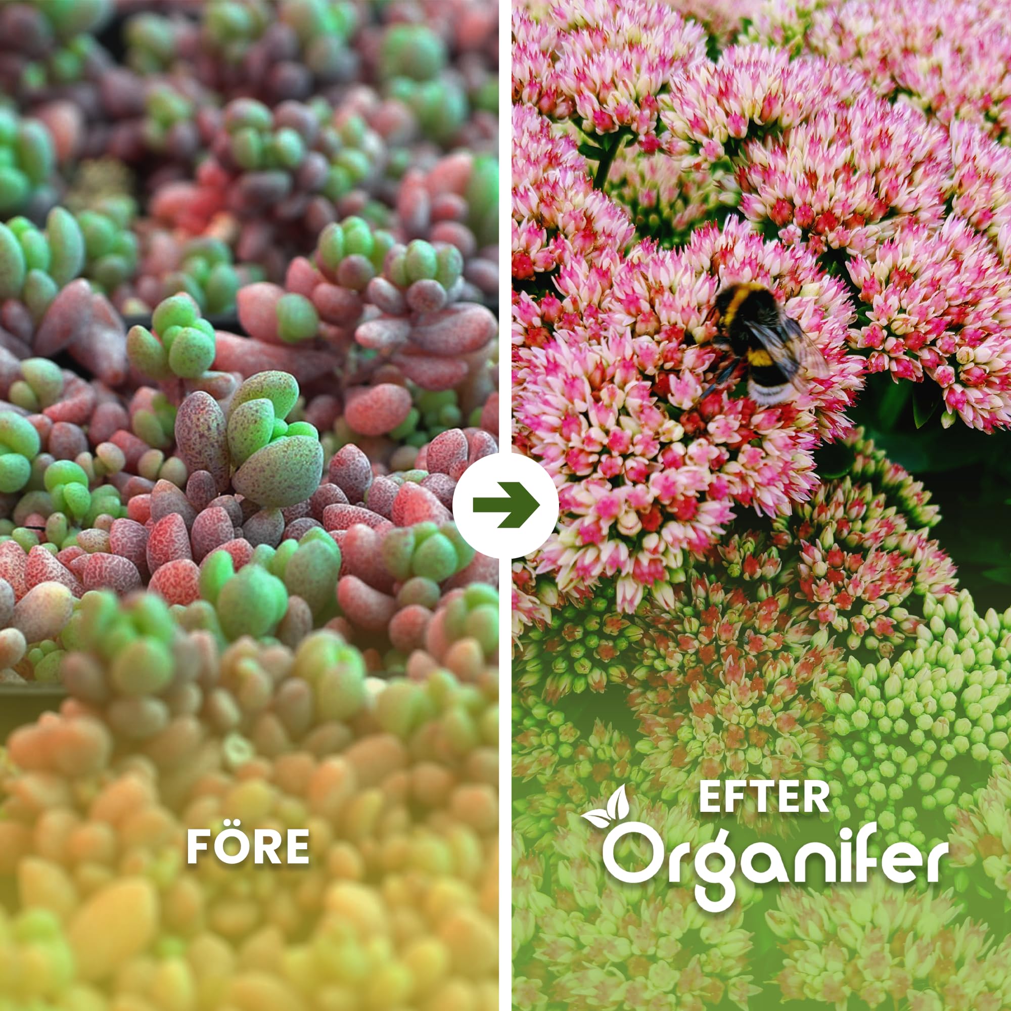 Engrais Pour Sedums Et Toitures Végétalisées - 10 Kg = 200 M2 - Nutrition À Libération Prolongée - Croissance Vigoureuse Et Prévention Des Zones Dégarnies - Npk 9-2-7 - Organifer