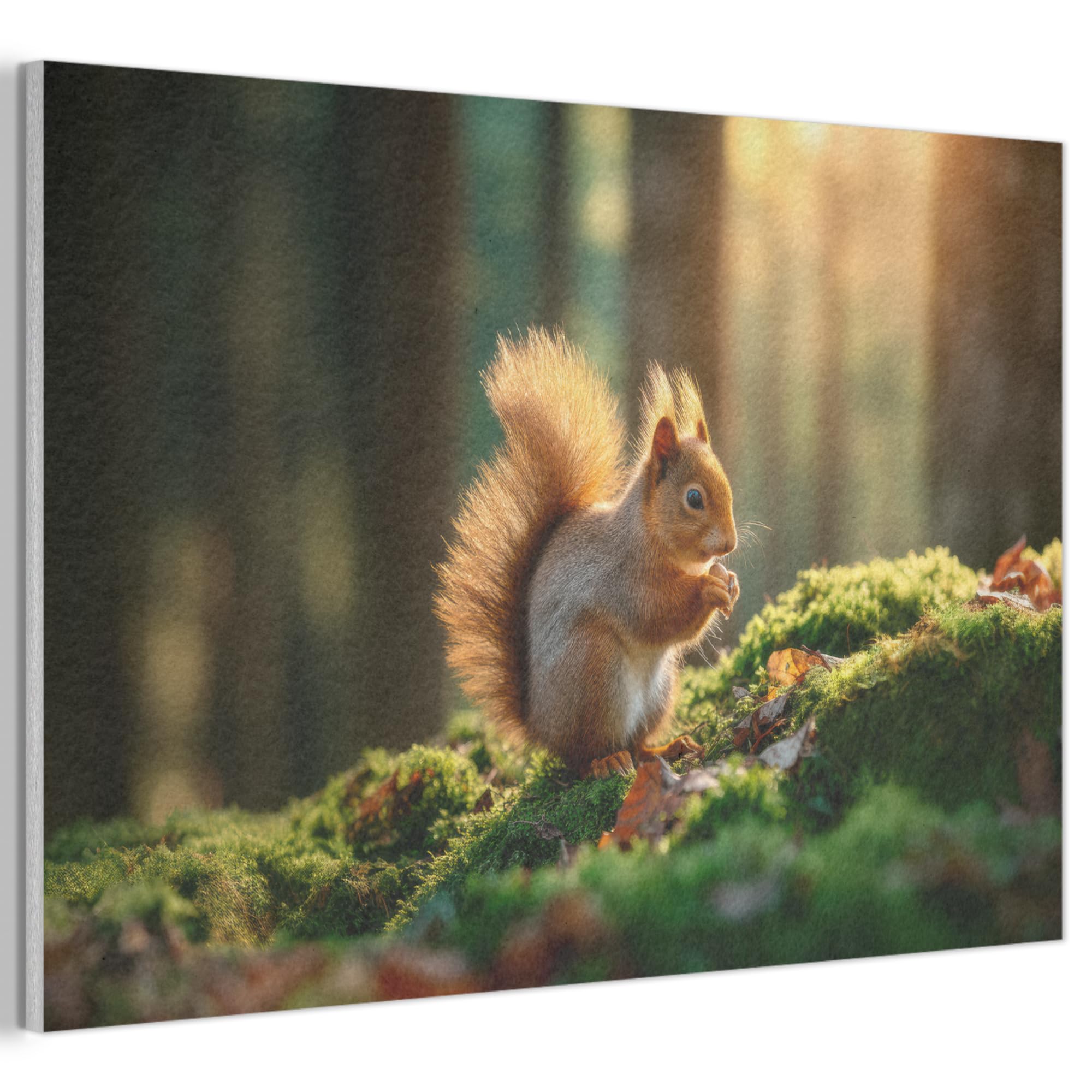 MuchoWow© Felt Panel 90x60 cm Framed Design Print Accent Interior Wallart Decoration Wall Art Squirrel - Nut - Grass