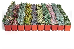 Succulent Plants Variety Pack of 50 Pastel Mini Succulents Live Plants