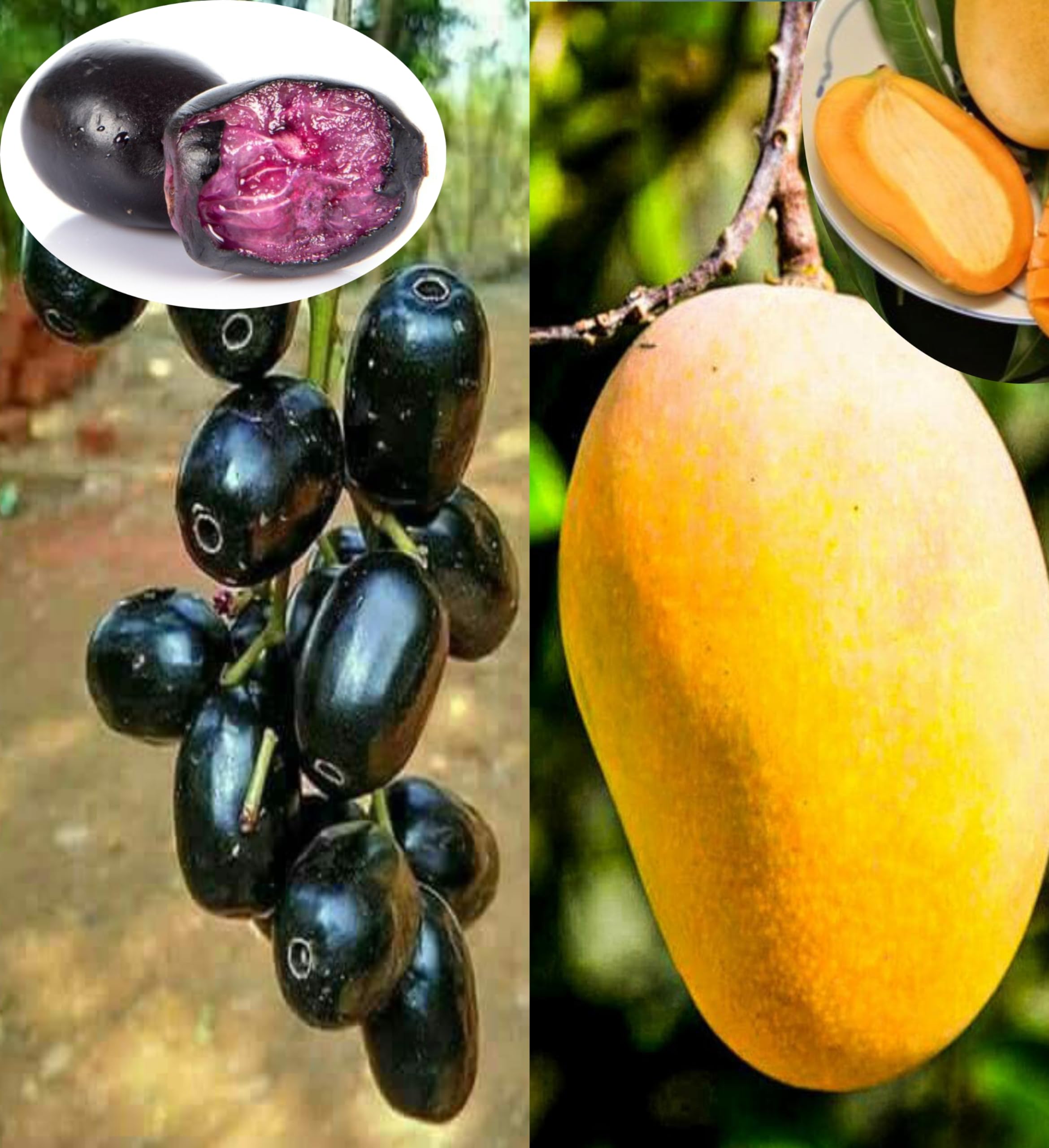 See full amazon price history chart for Eroanvia Combo 2 Jardalu Mango Tree Grafted Plant + Thai Black Jamun Plant Height 2-3 Feet Hybrid Mango Plant Grafted"King Of Fruits" Pack Of 2 Healthy Live Plant For Home Garden Eroanvia Combo 2 Jardalu Mango Tree Grafted Plant + Thai Black Jamun Plant Height 2-3 Feet Hybrid Mango Plant Grafted"King Of Fruits" Pack Of 2 Healthy Live Plant For Home Garden (B0CH8MJCQQ) Amazon Price History, Amazon Price Tracker