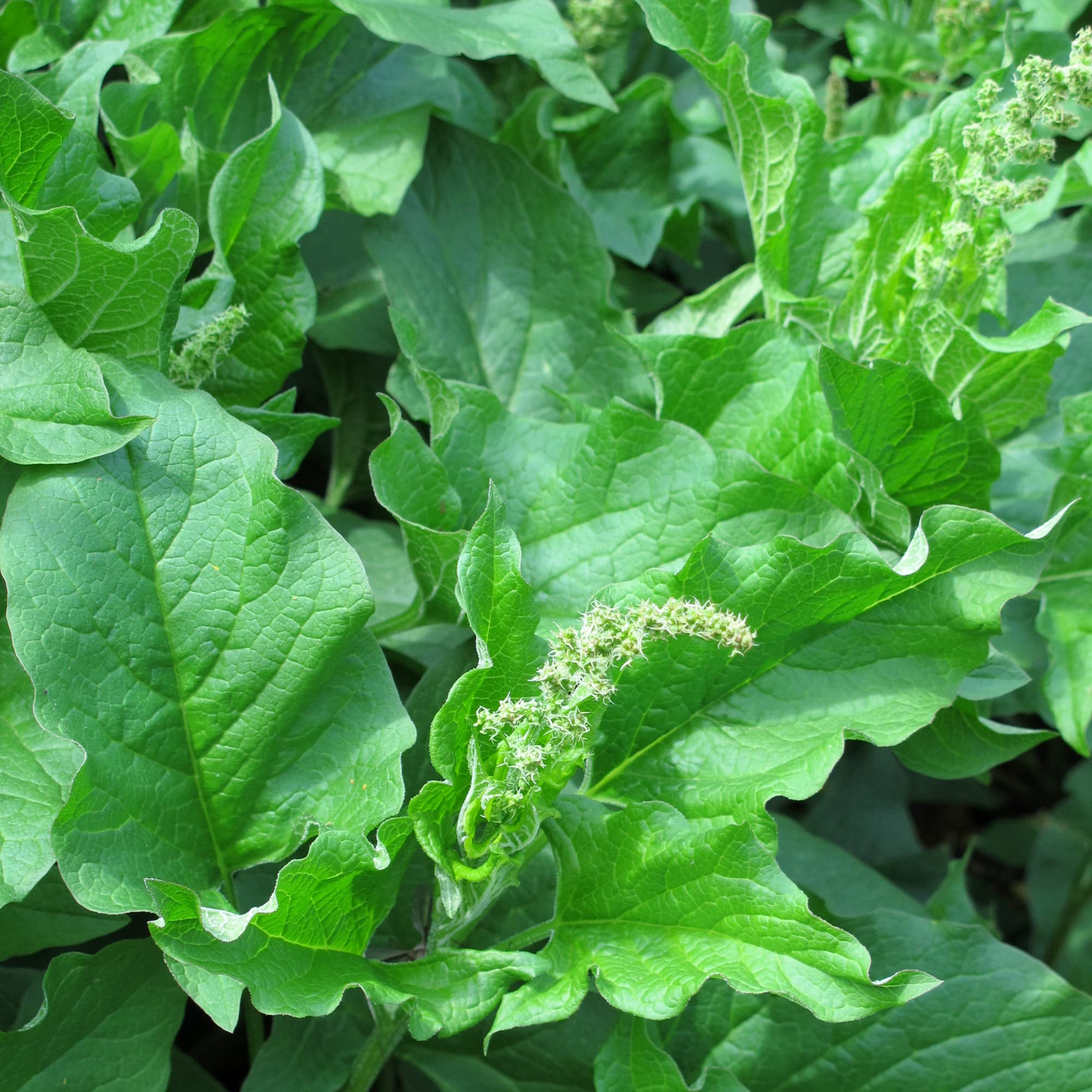 Good Henry (Chenopodium bonus-henricus) 200 nasion Dziki szpinak