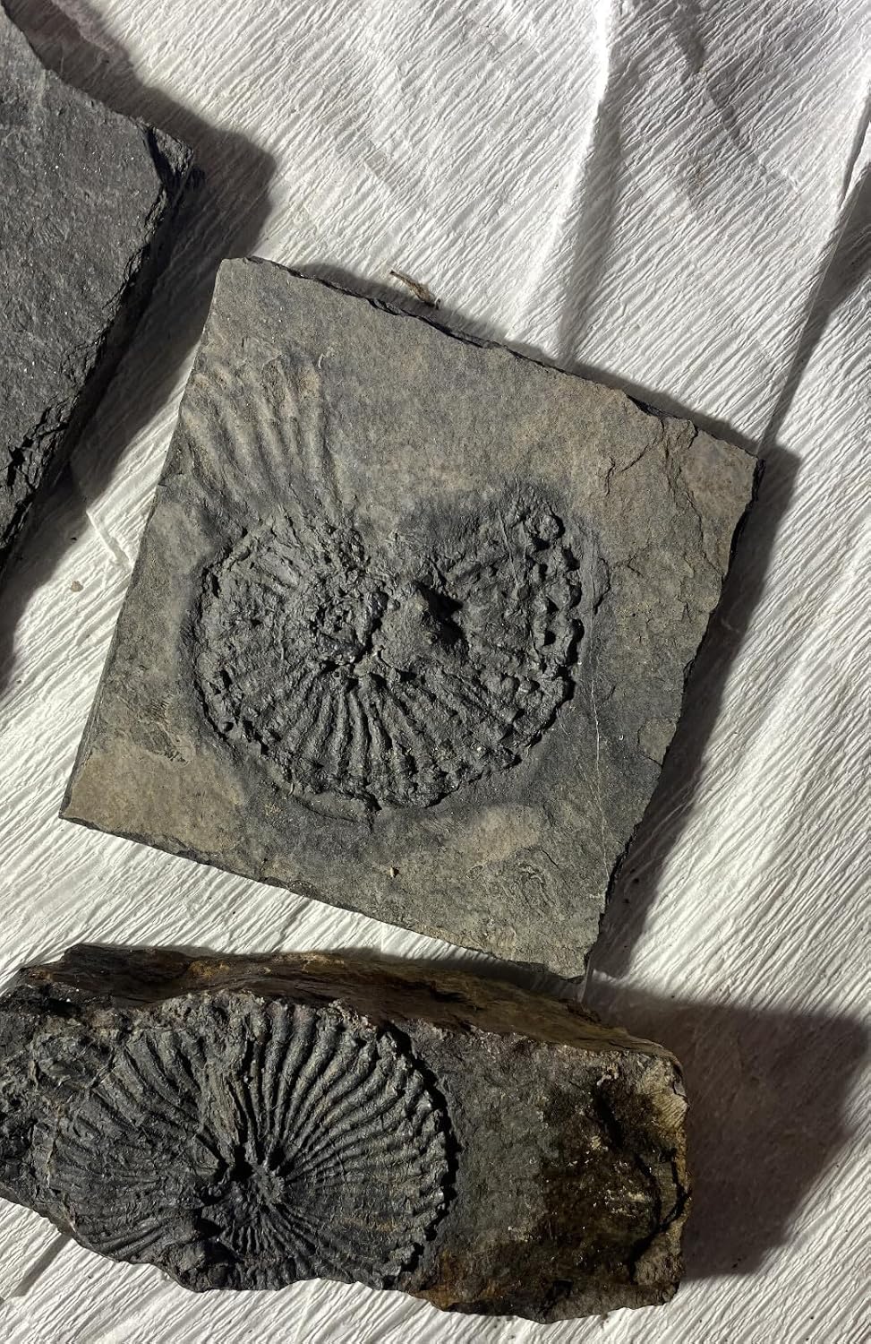 4pc Fine Ammonite Fossils from Ordovician to Late Cretaceous