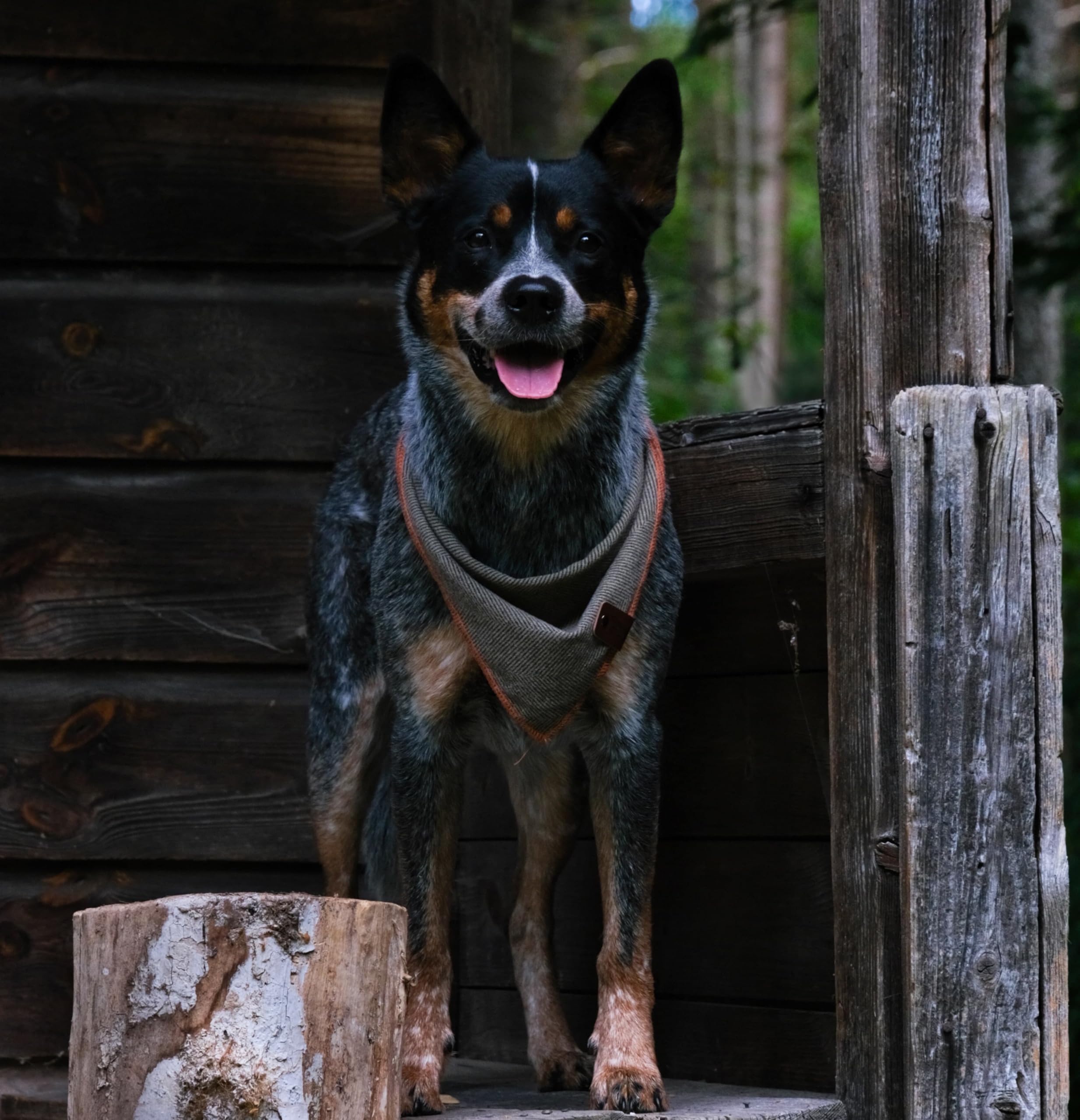 Nausikaa Hundehalstücher – 4 Stück, Kariert & Gepunktet, Für Mädchen, Bis 45,7 Cm Halsumfang, Polyester