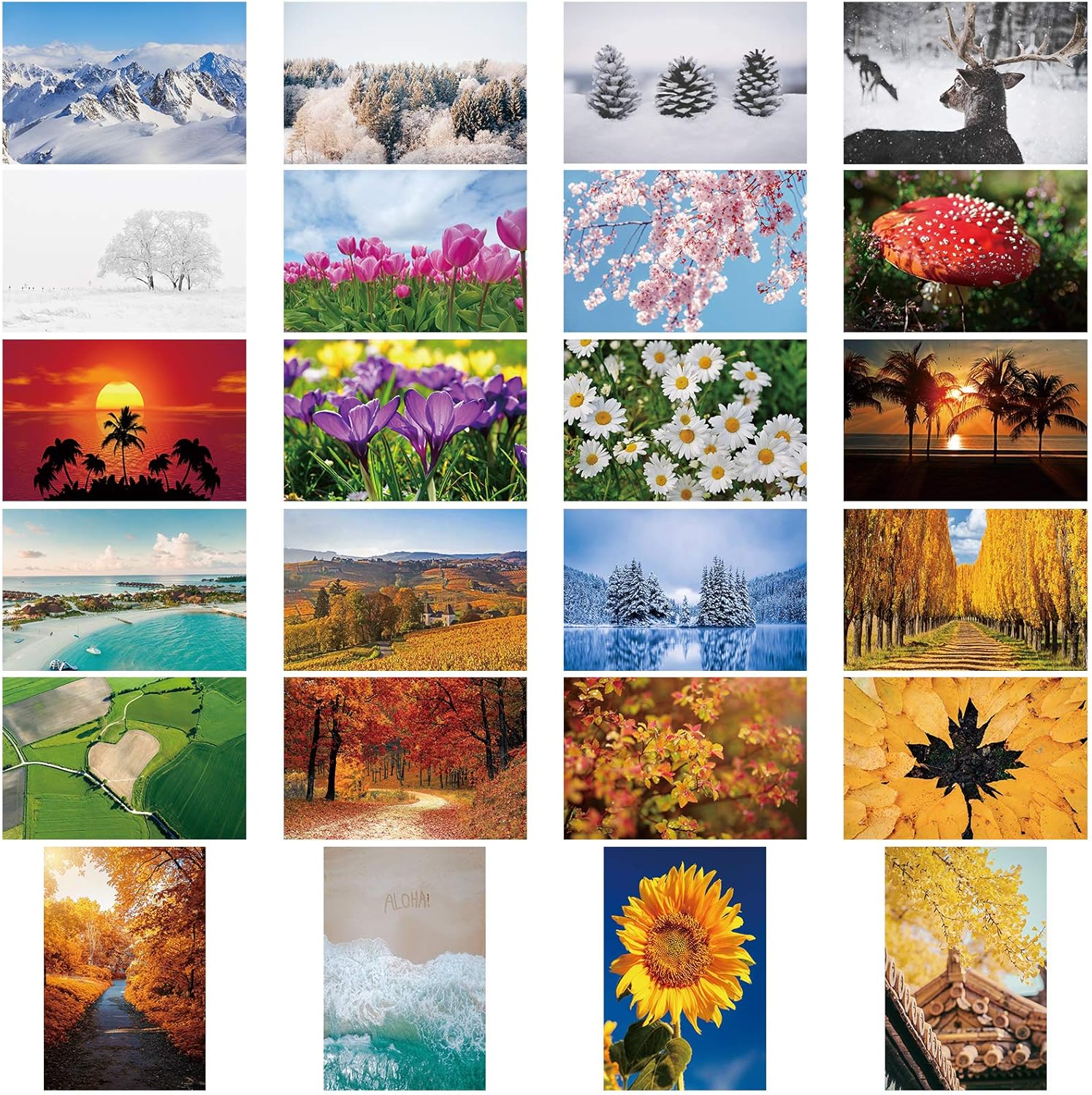60 Pieces Fun Facts Postcard Wild Animal Bird Seasonal Landscapes Funny Postcards 20 Designs Postcards for School Students Teacher Thank You Note Cards, 4 x 6 Inches (Four Seasons) : Office Products
