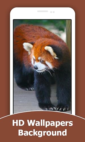 Red Panda HD Wallpapers And Background