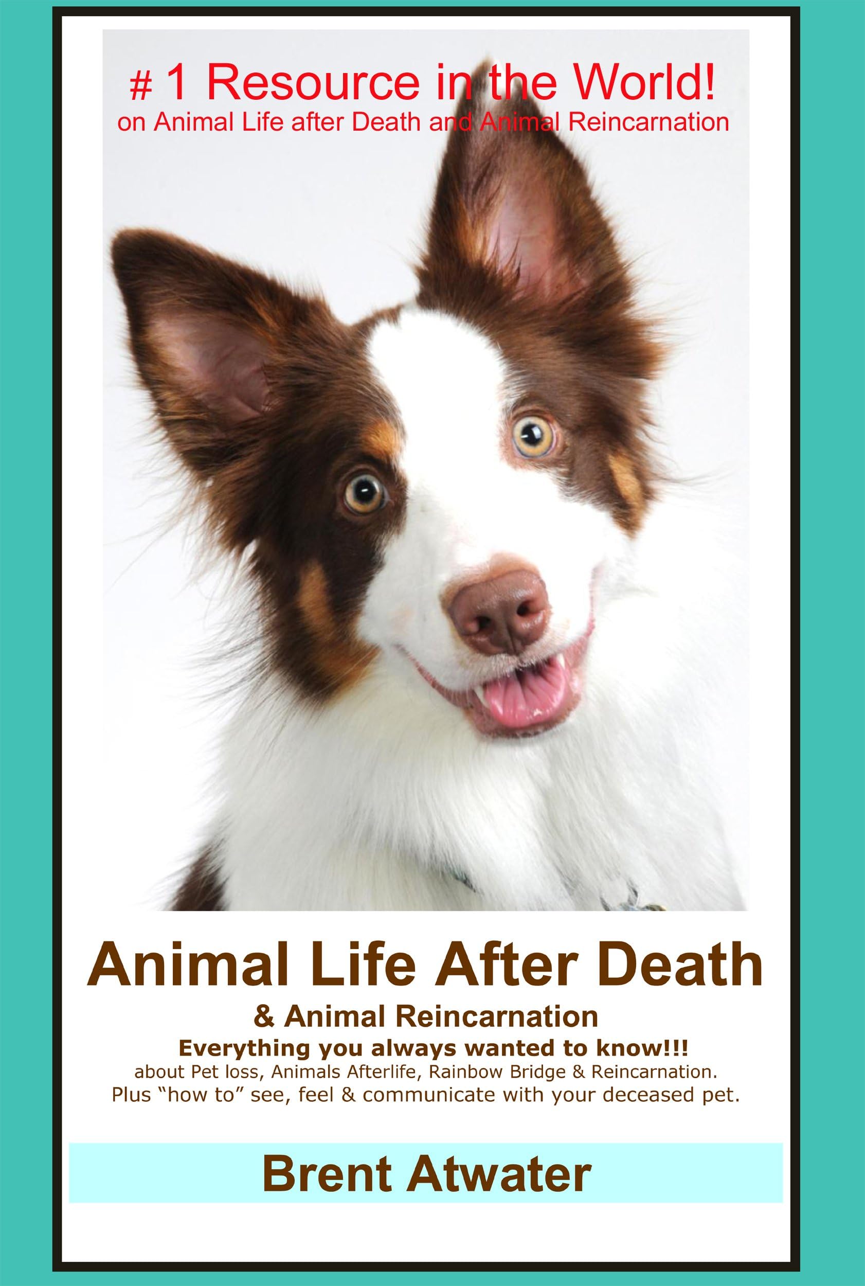 Animal Life After Death & Animal Reincarnation- Everything you Always Wanted to Know