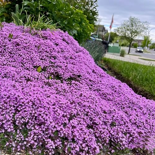 Miniatura 4 de Más de 20000 semillas de tomillo rastrero morado mágico para plantar plantas de cobertura del suelo, flores de reliquia, tomillo perenne, semillas