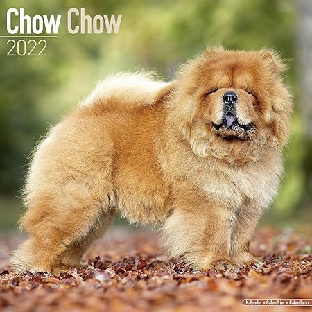 free chow chow