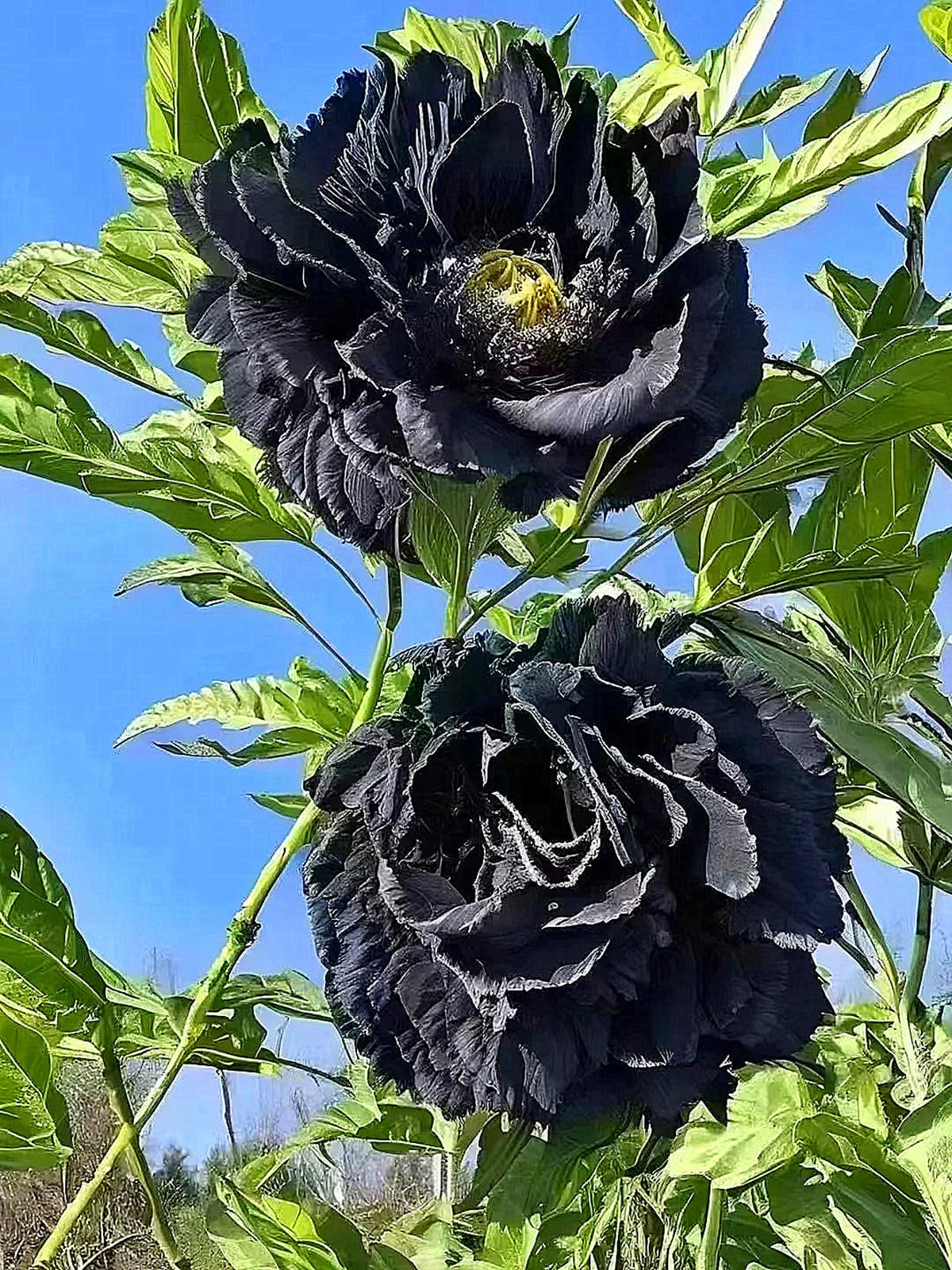 Peony Plants for Sale,Good for Containers,Golden Jade Carving Feels Beautiful,Peony Mix-8bulbs-D — image 1