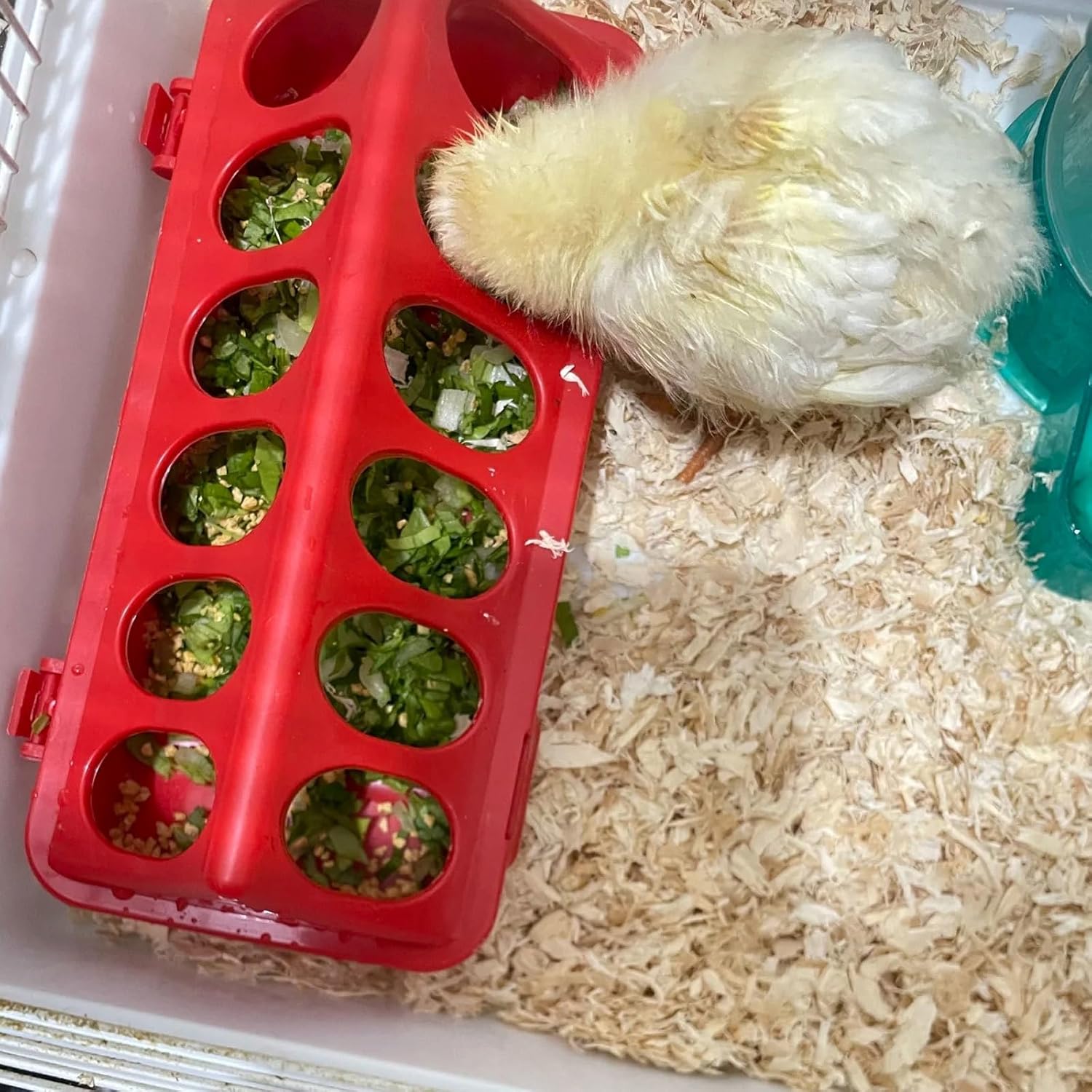 Oncpcare Poultry Feeder and Waterer Set, 4 Pack Chick Feeders and 2 Pack 3L Chicken Waterers Combo Kit | No Spill, Easy Fill Design for Baby Chicks, Ducklings, Quail, Pigeons, Small Poultry Brooder