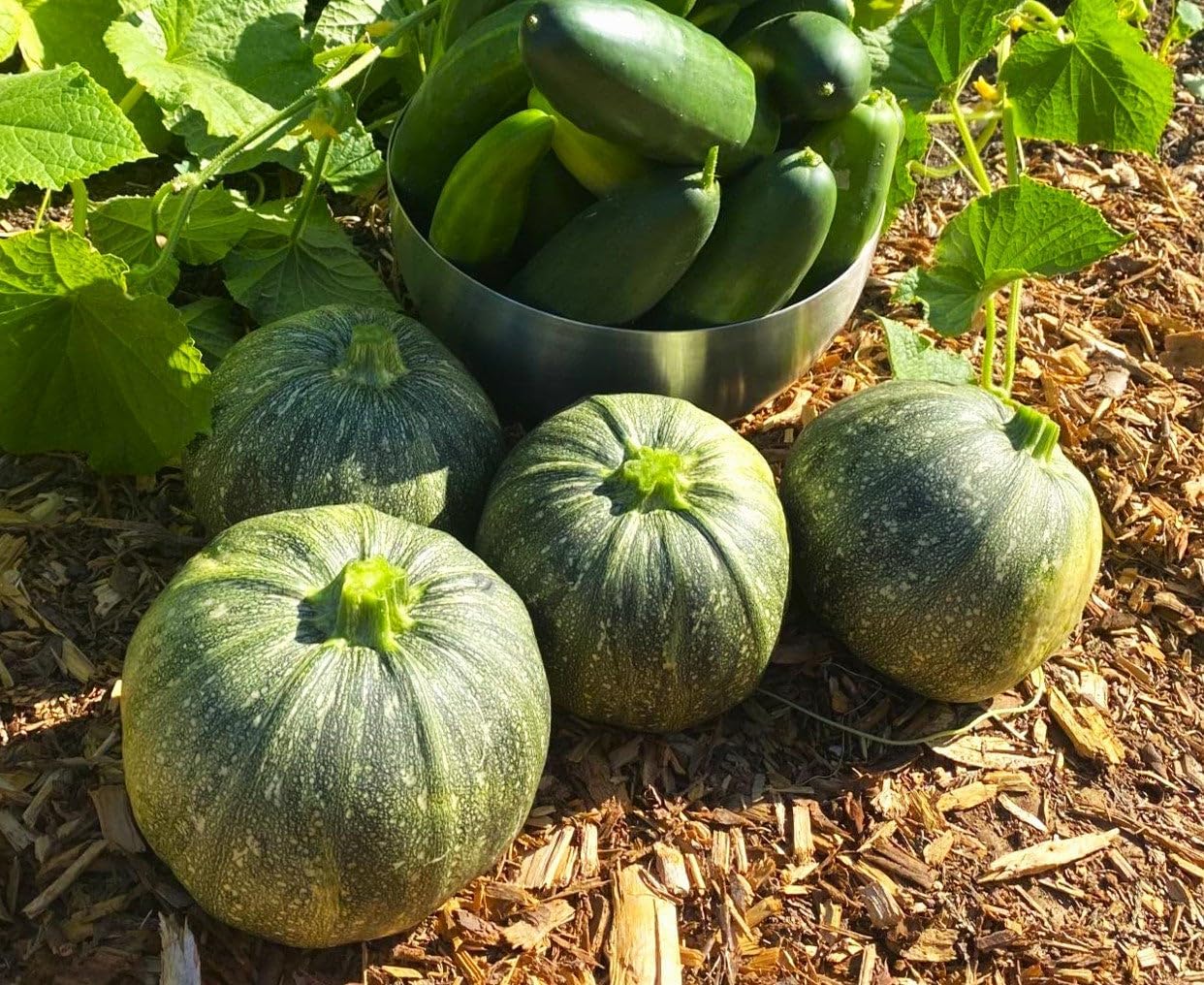 TomorrowSeeds - Round Zucchini Seeds - 1/2 Pound ~ 2550+ Count - for 2026 Planting Eight 8 Ball Ronde Rondini Summer Squash Patty Pan Courgette Bush Garden Vegetable Grow Your Own Home Farm Patio