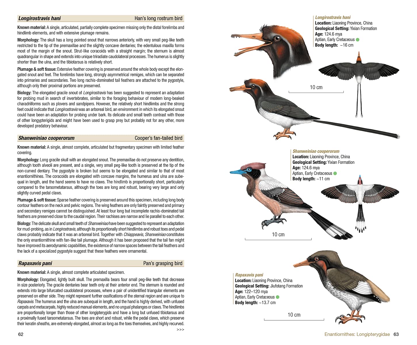 Birds of the Mesozoic