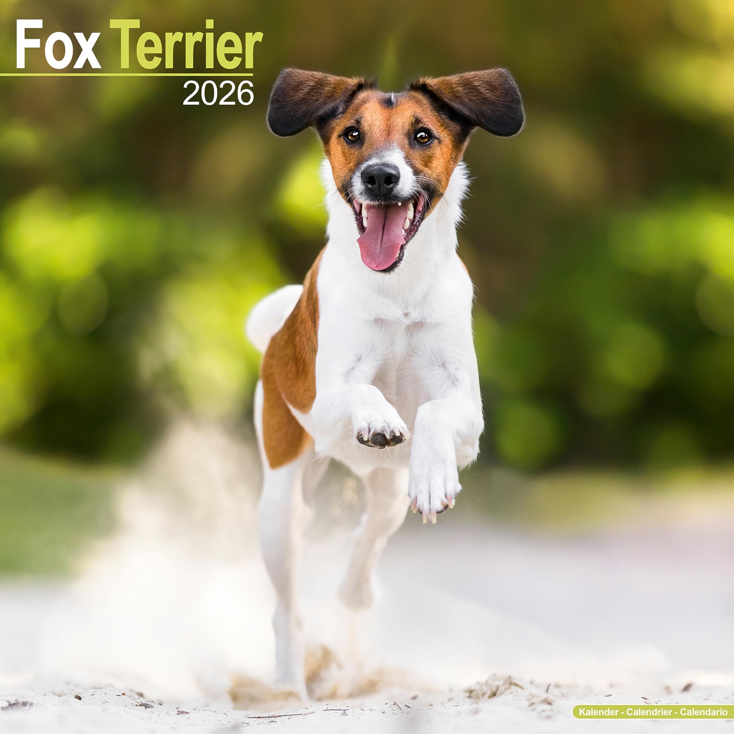 Fox Terrier 2026 Calendar | Square Wall Calendar | Dog Breed Gift | Plastic Free Packaging | by Avonside Publishing