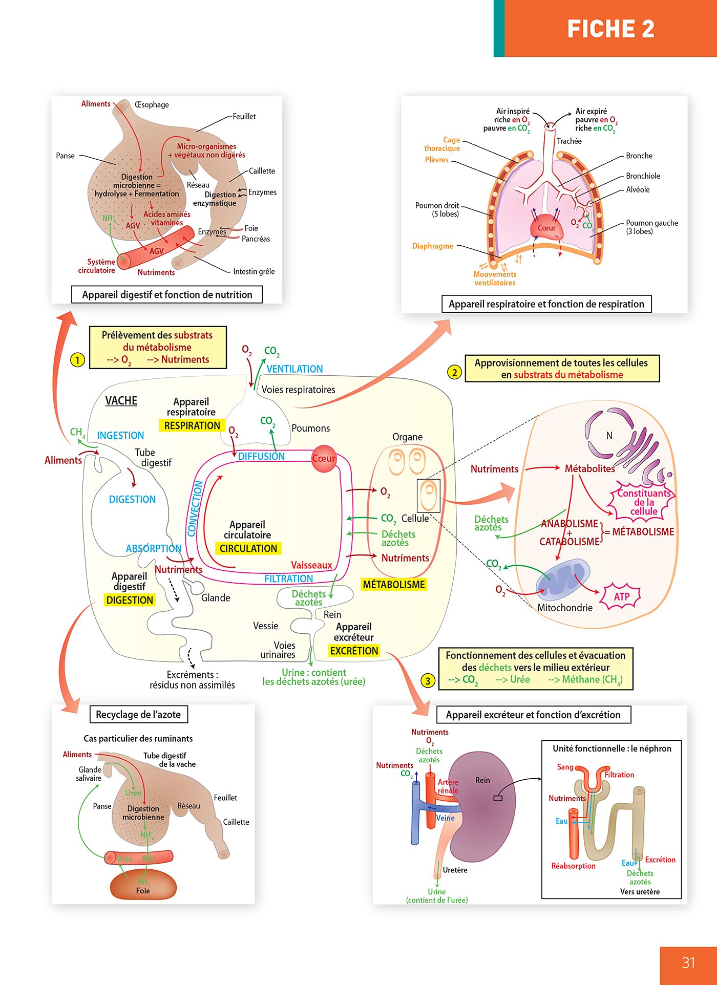 Mémento de Biologie BCPST 1re et 2e années: Notions-clés - Schémas de synthèse - Lexique - Conforme à la réforme 2021