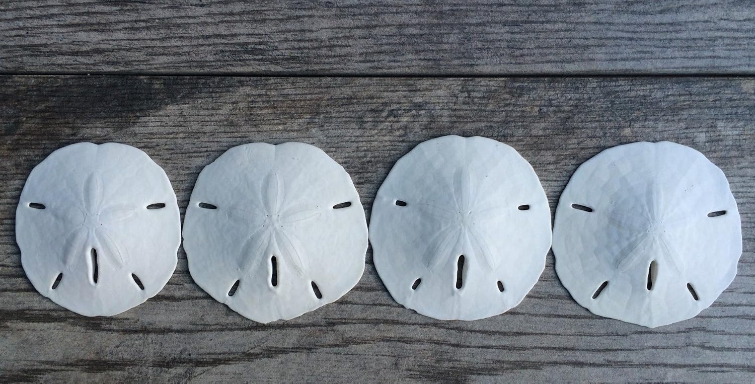 Real Sand Dollars 3" to 3.5" (4 Pack) – Sand Dollar Wall Art & Ornament Set – Beach Wedding Decor – Nautical Party Table Decor – Mini Shells for Crafts – Coastal Gifts