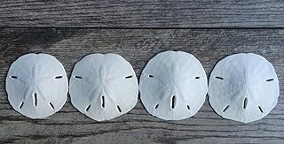 Real Sand Dollars 3" to 3.5" (4 Pack) – Sand Dollar Wall Art & Ornament Set – Beach Wedding Decor – Nautical Party Table Decor – Mini Shells for Crafts – Coastal Gifts