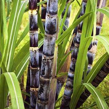 30 Purple Sugarcane Cuttings, Fresh Sugar Cane Stalk Cuttings with 2-3 Nodes for Planting, Fast Growing Tropical Garden Plant, No Ship to CA