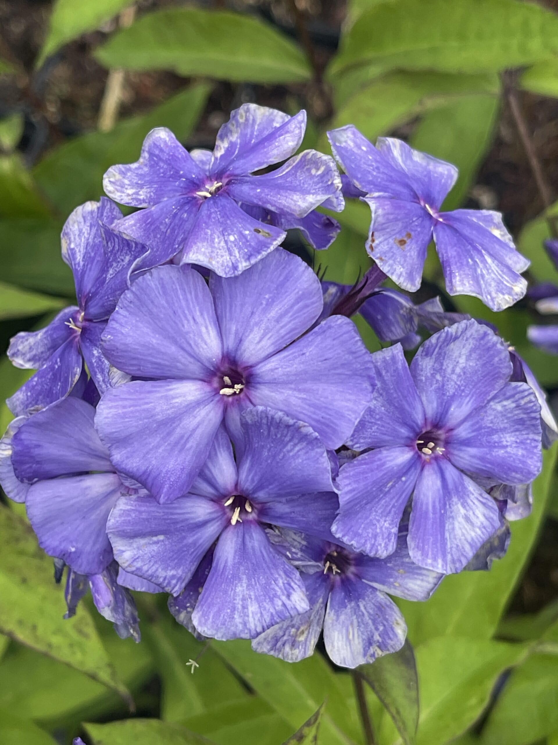 6x Vlambloem - Phlox paniculata 'Blue Paradise'