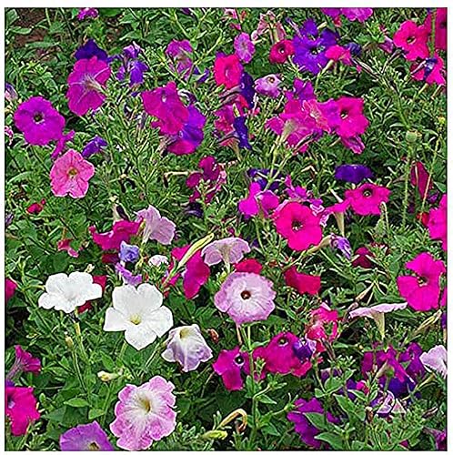 Dwarf Petunia Mix Seeds - 2800 Semillas Pequeñas
