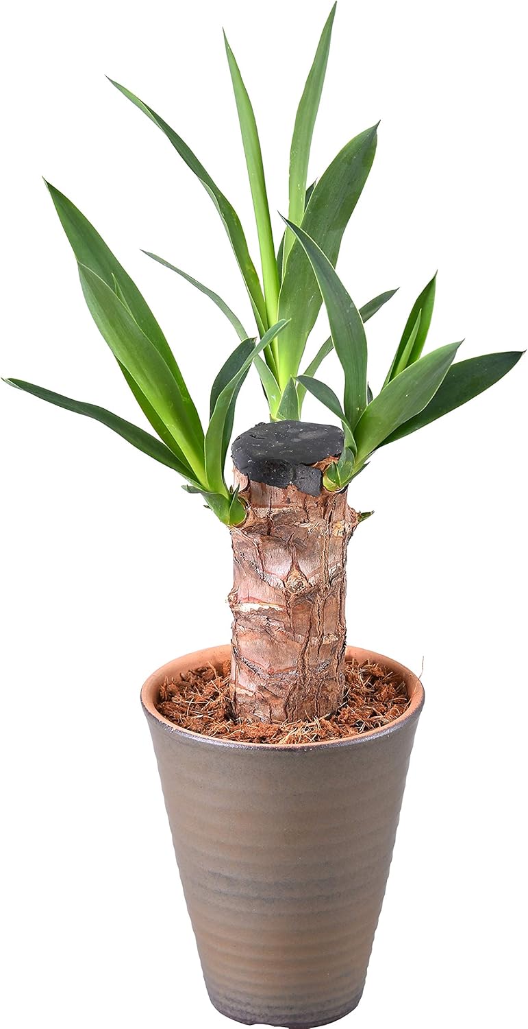 訳ありセール格安 観葉植物 大型 ユッカ 青年の木 鉢カバータイプ陶器鉢w19y 開店祝 開業祝 開院祝 移転祝 贈答 好評につき延長 Www Monautoneuve Fr