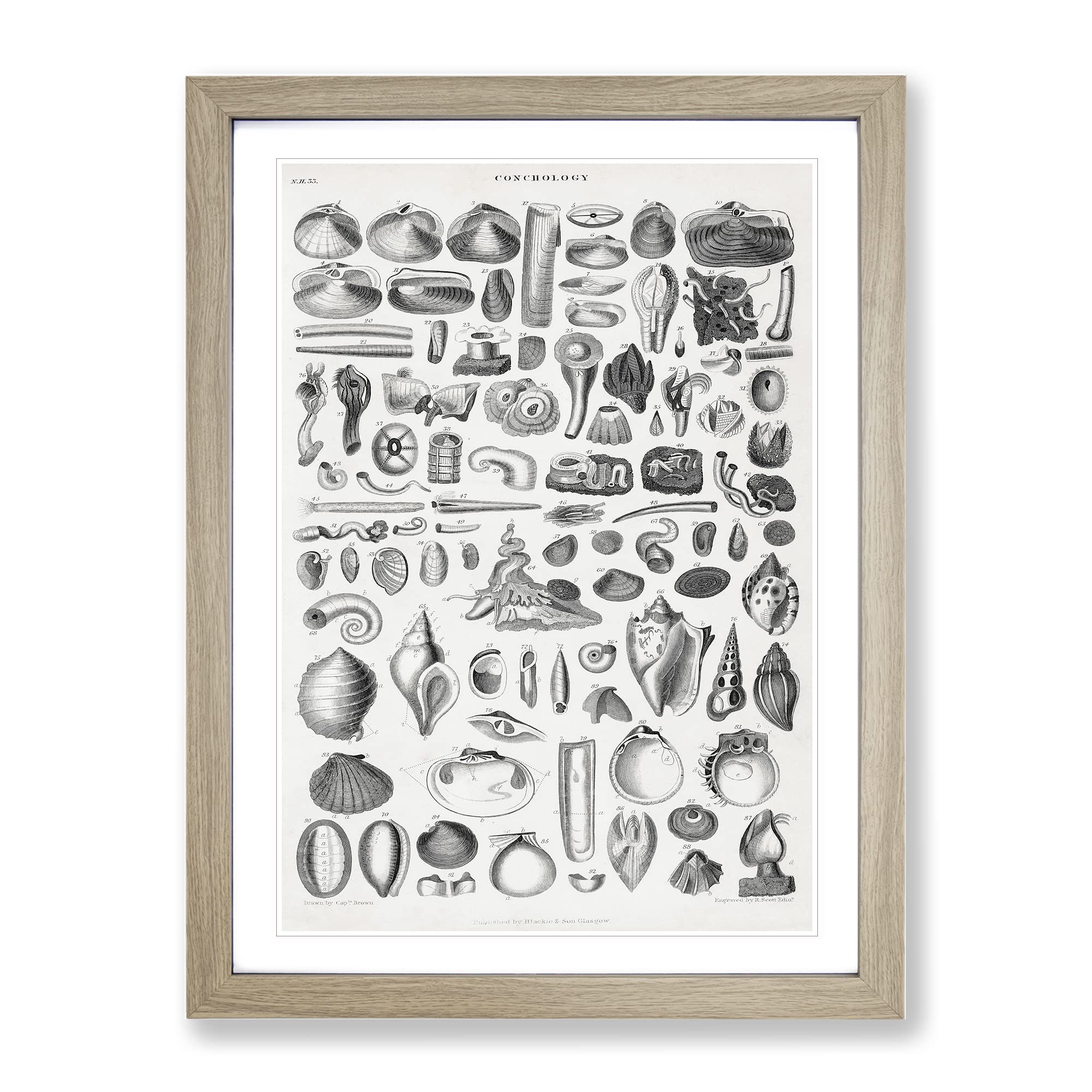 Study Of Mollusk Shells By Oliver Goldsmith Vintage Framed Wall Art Print