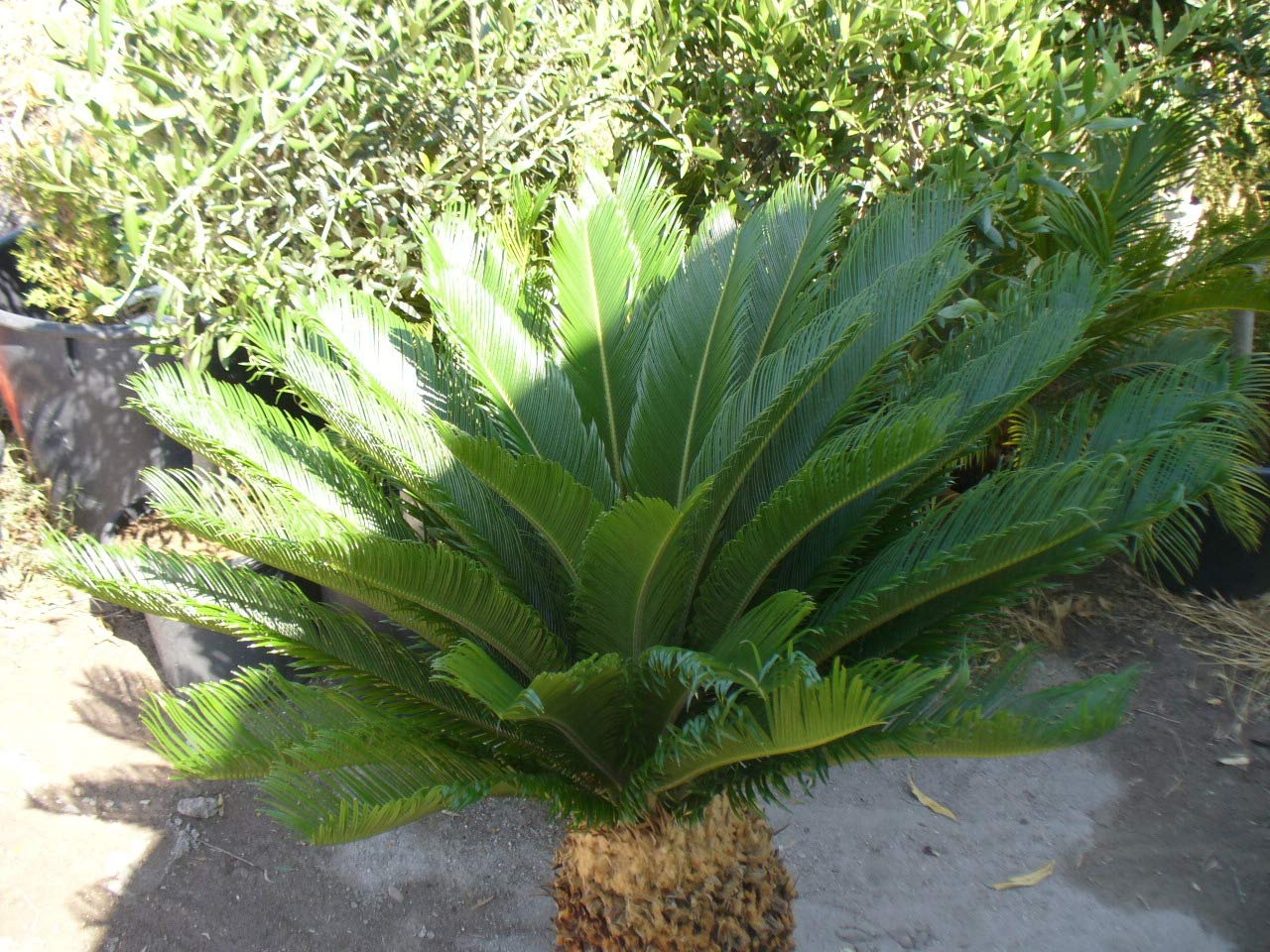 Palmera Cyca revoluta, aprox 100 cm de altura y 90 cm diametro