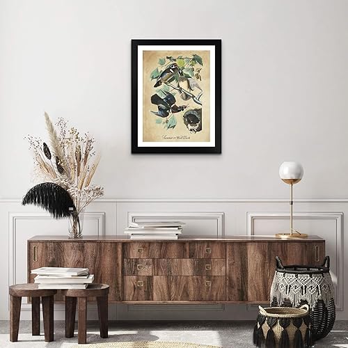 Miniatura 3 de Pato de verano o madera por James Audubon 18 x 24 pulgadas, impresión mate en marco plano negro  Decoración artística enmarcada  Reproducción de