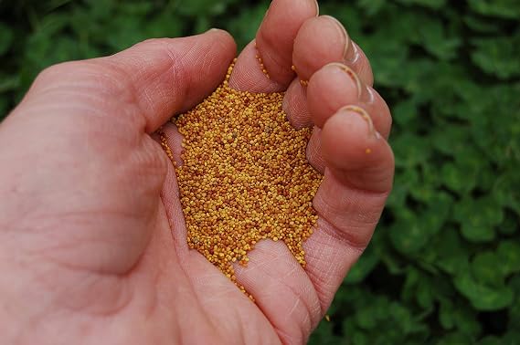 White Clover Seed by Eretz - Premium Willamette Valley, Oregon Grown Non-GMO Seeds, No Coatings, No Weed Seeds (1lb)