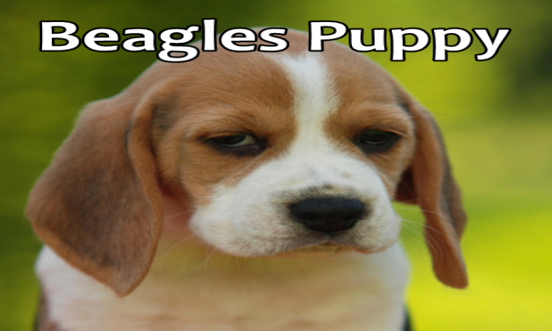 Beagles Puppy - App on Amazon Appstore