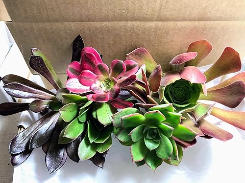 Miniatura 4 de Blissful - 5 cortes de eonio surtidos de entre 2 a 6 pulgadas de diámetro, fácil crecimiento, regalos de bodafiestaregalo, no repetido, único