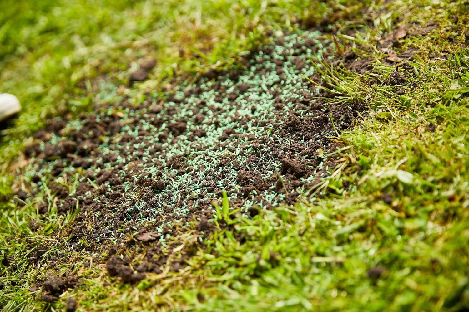 COMPO SAAT Trocken-Rasen, Hitze- und trockenverträgliche Rasensamen/Grassamen für trockene und sonnige Standorte, 2 kg, 80 m²