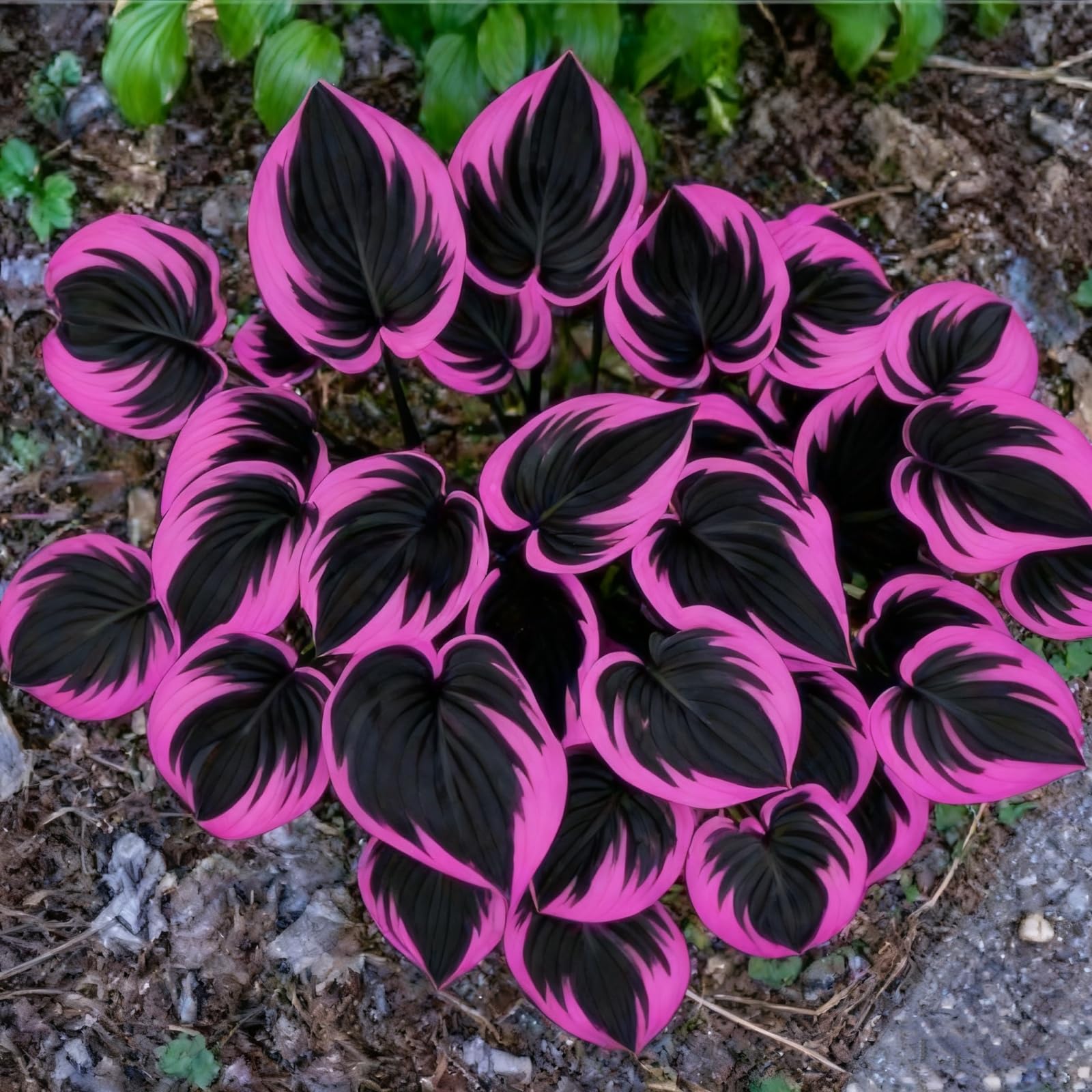 Hosta Bulbs Fall Planting UK/Ornamental/Potted/Plants/Rhizome/Resistant/Bedding/Gorgeous/Hosta Plant-D-4 Bulbs