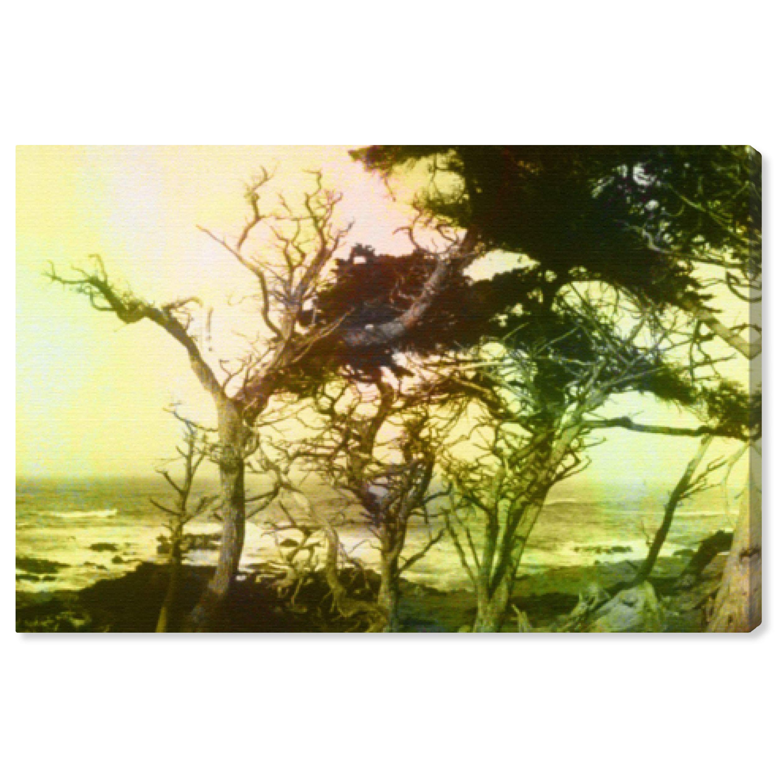 The Oliver Gal Artist Co.Nature and Landscape Wall Art Canvas Prints 'California Cypress 2' Home Décor, 24" x 16", Green, Brown