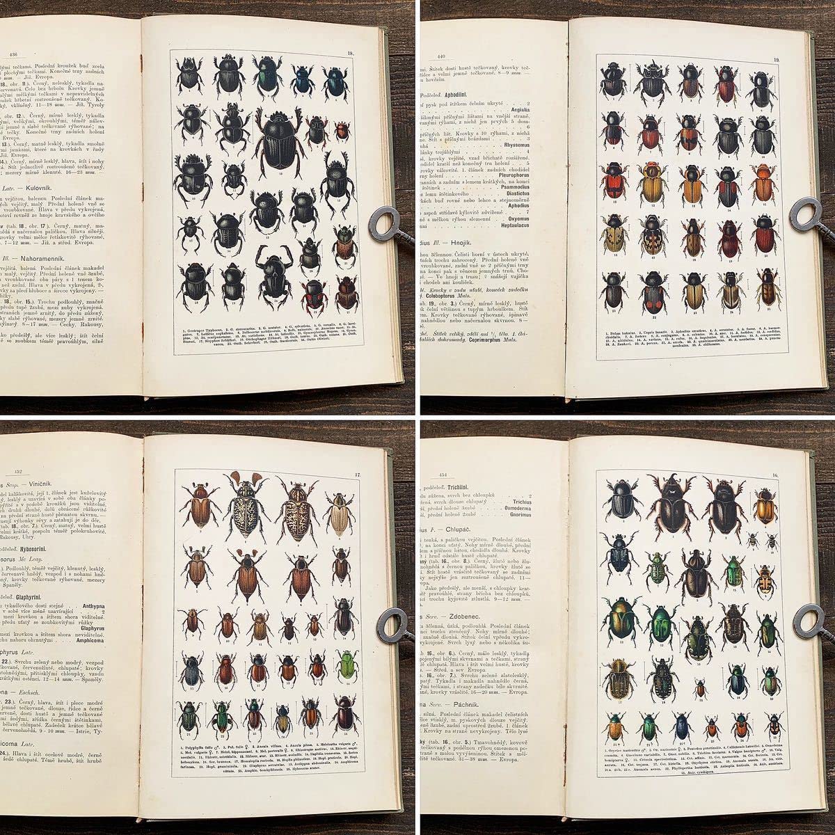 Amazon | [562種類の美しい昆虫のリトグラフ]チェコの古い昆虫図鑑