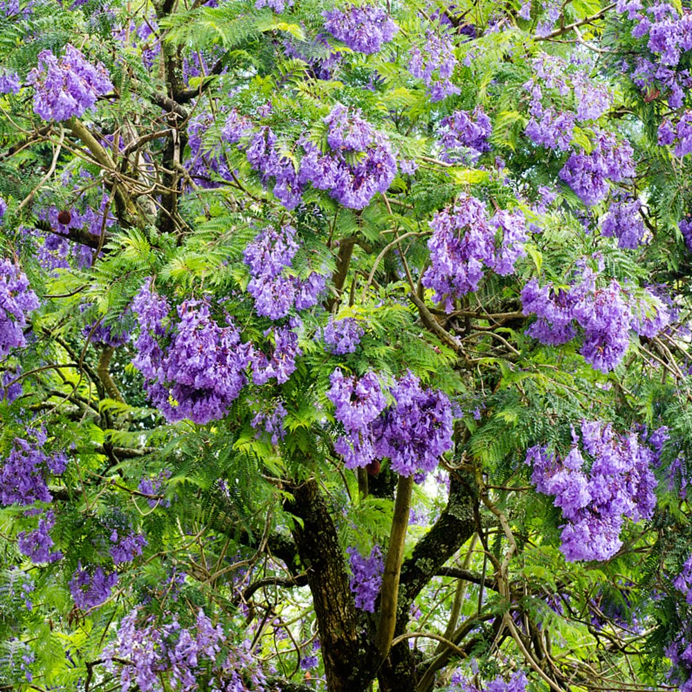 Blauglockenbaum Kaufen Samen Bonsai Baum Winterharte KBelpflanzen Seltene  Exotische Pflanzen Samen Indoor Winterharte Pflanzen Fr Garten  Zimmerbonsai Bonsai 10Stck : Amazon.de: Garten