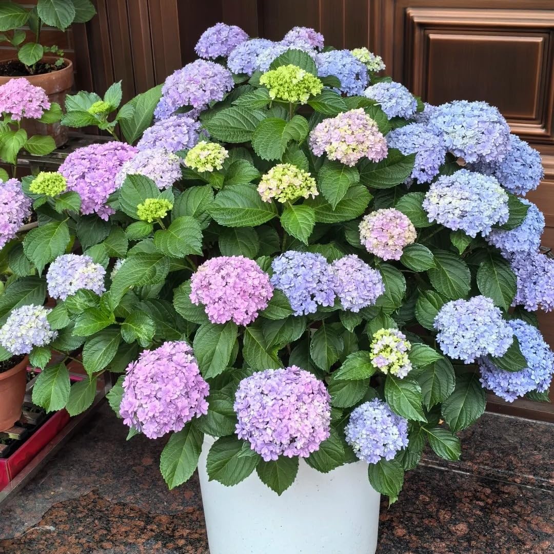 Hydrangea Seeds for Planting – 45pcs Large-Bloom Perennial Shrubs – Beautiful Pink Flowers for Garden Beds, Borders & Landscaping