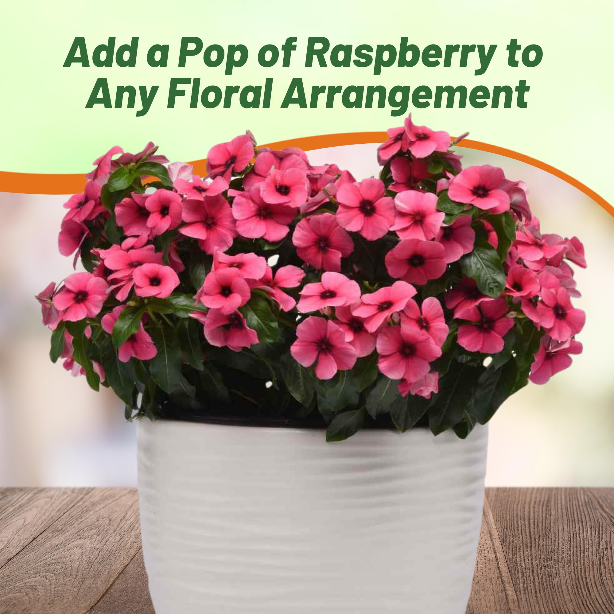 インカローズ エッグ⭐︎美発色ピンクの花模様＆キラキラ⭐︎ドゥルージー Amazon.com : Outsidepride Raspberry Periwinkle Seeds for Planting
