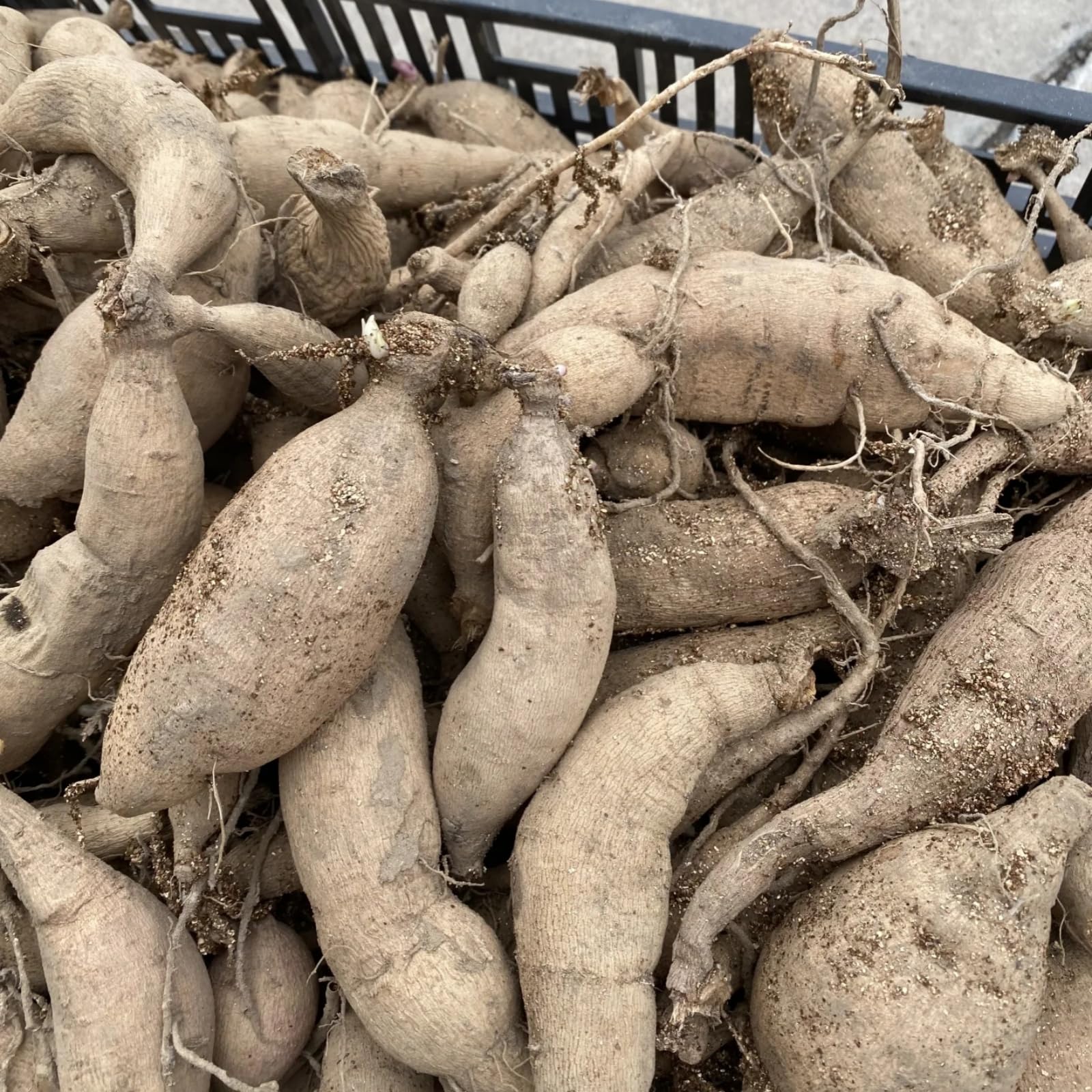 [ICFHYSR] Robuste Dahlien – Beständige Blütenschönheit als markanter Gartenblickfang-10zwiebeln-A