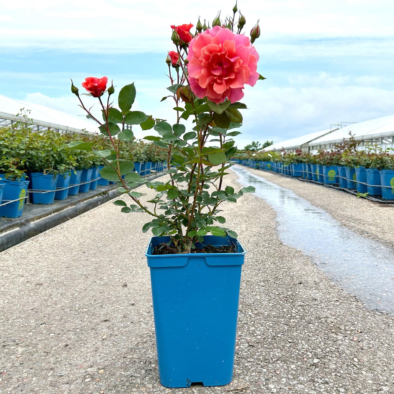 Kletterrose „Alibaba" - lachsrosa blühende Topfrose im 6 L Topf - frisch aus der Gärtnerei - Pflanzen-Kölle Gartenrose