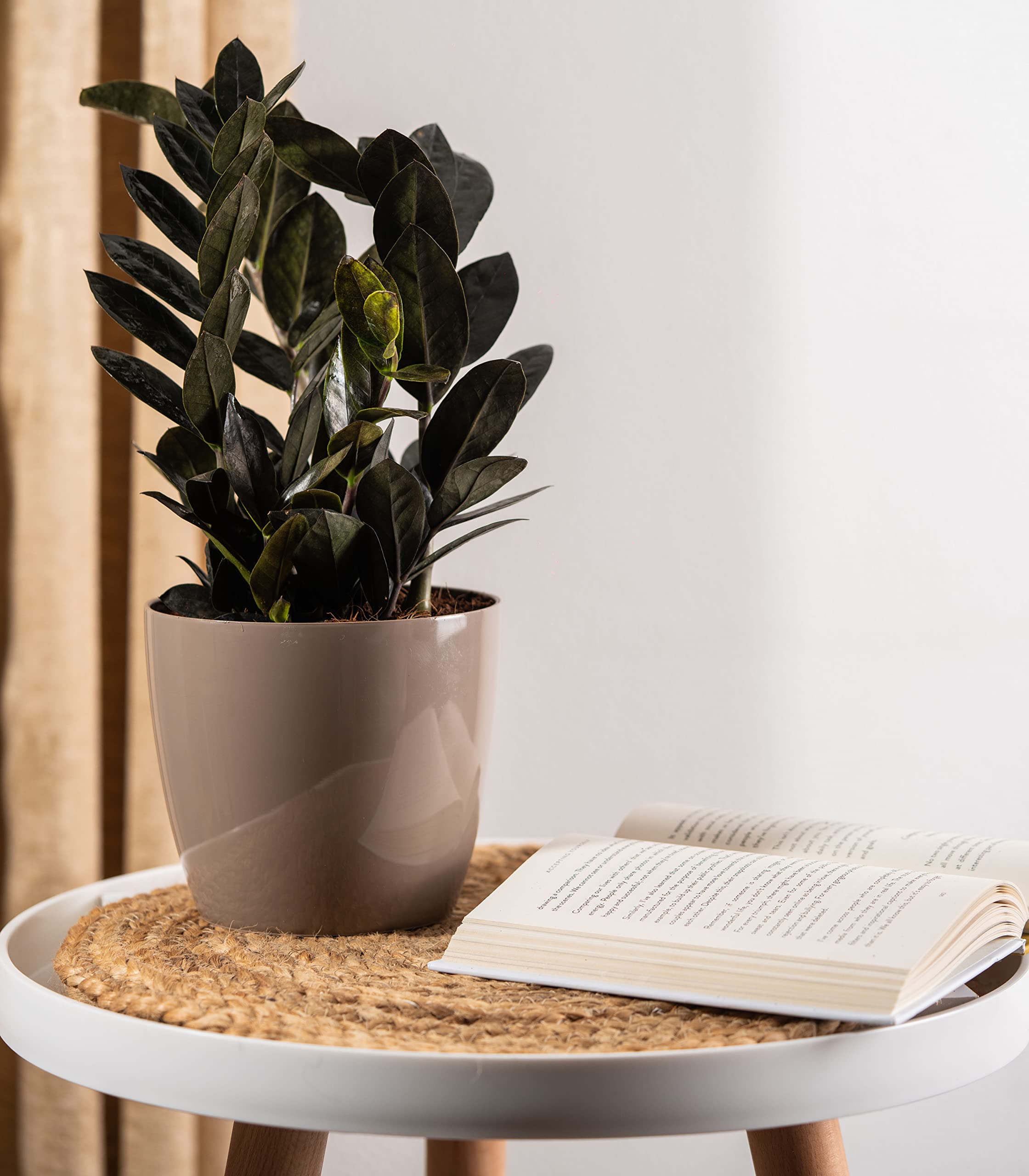 Nurturing Green® Indoor Live Black ZZ Plant In Glossy Mocha Plastic Pot (Zamioculas Zamiifolia Black Raven)