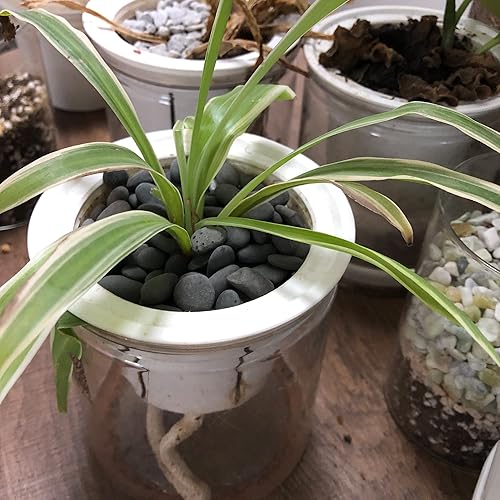 Vista 4 de Black Rock, CJGQ - Piedras de río de 3 libras para plantas suculentas, rocas decorativas para jardines de paisajismo al aire libre, piedras negro