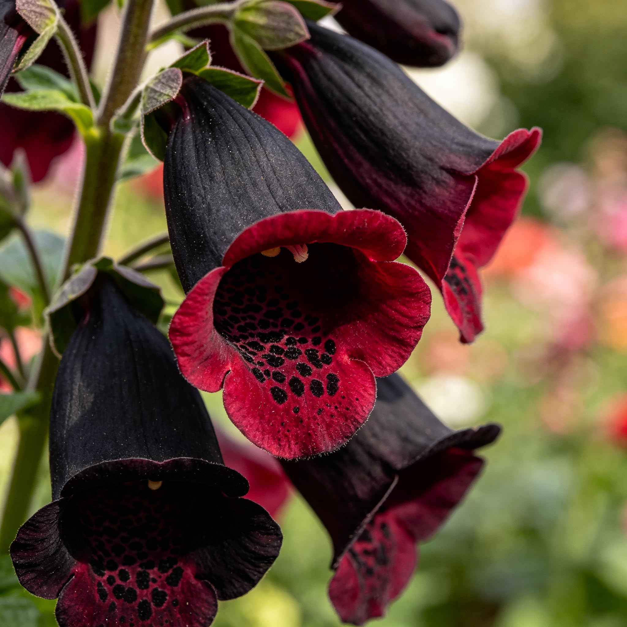 Rare Foxgloves Seed-Hardy，Suitable for Garden, Landscape Design,Pots