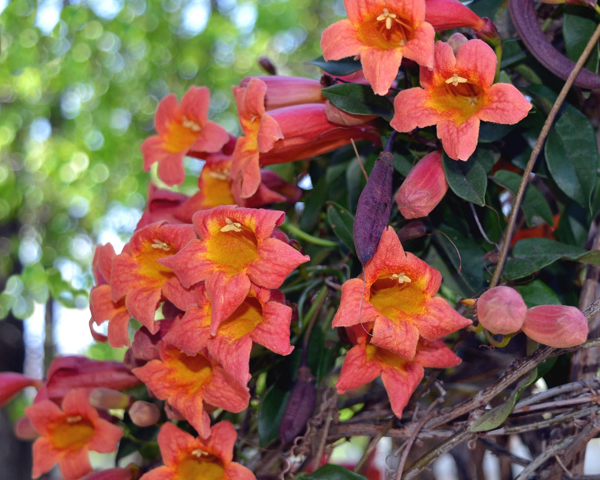 Tangerine Beauty Crossvine -Bignonia capreolata - Live Native Vine Plant - Red Orange Tubular Flower - Emerald Goddess Gardens - Starter Sz 4 Inch Pot