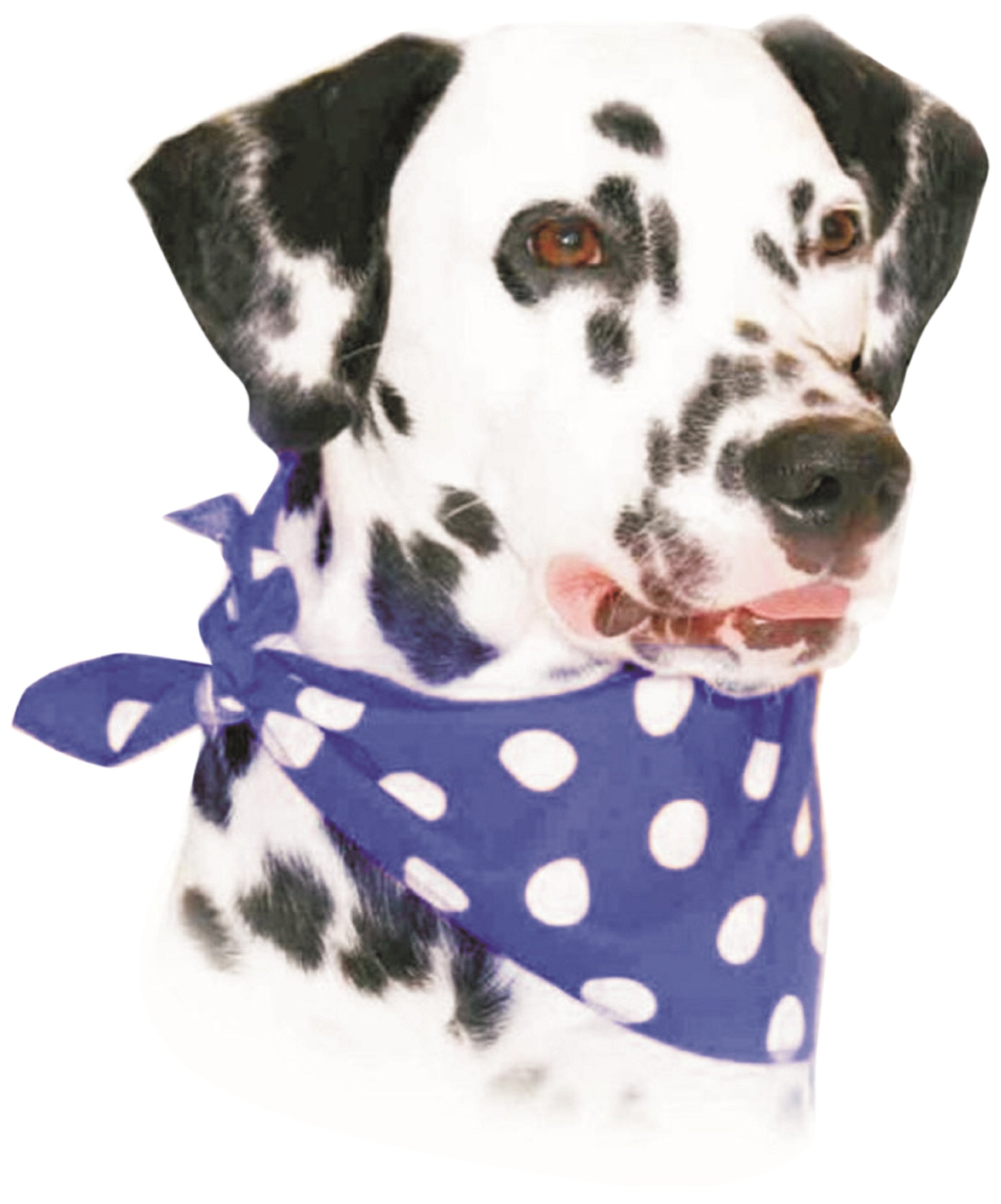 Cosipet Bandana, Blue