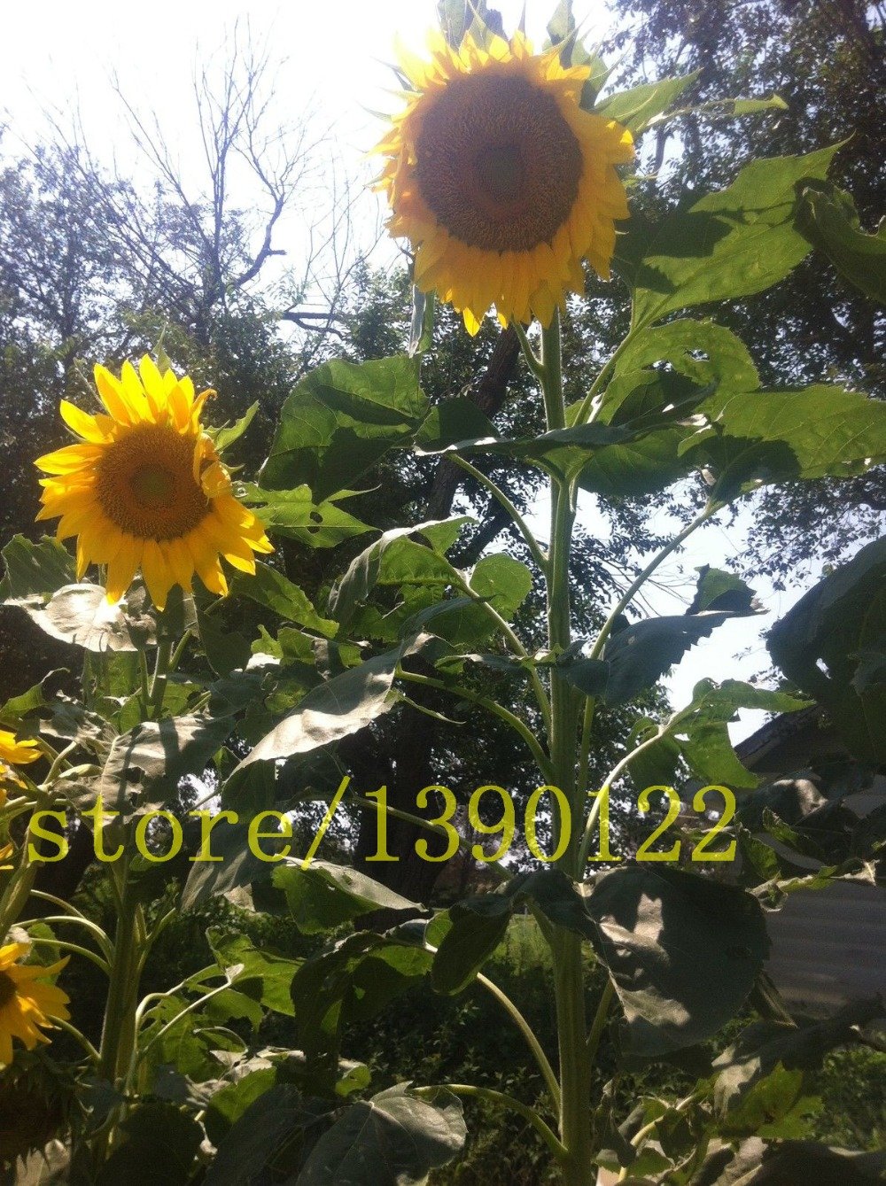 Seme Fiore Girasole Gigante Bellezza D'autunno 1 G | Leroy Merlin - Foto 4