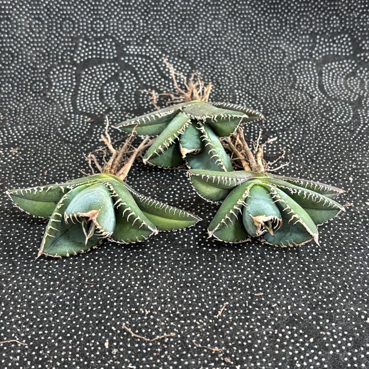 Amazon.co.jp: 多肉植物 アガベ チタノタ 悪魔くん 小株 3株同梱 発根 