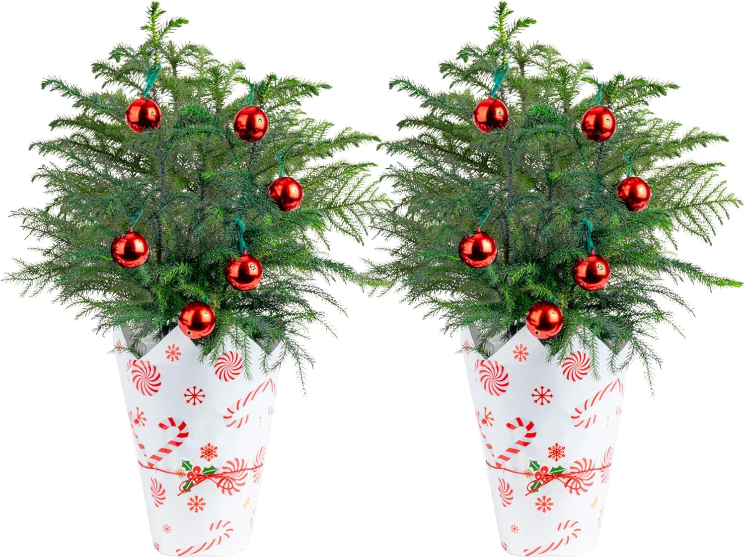 Frosted Norfolk Island Pine